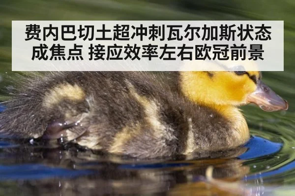 费内巴切土超冲刺瓦尔加斯状态成焦点 接应效率左右欧冠前景